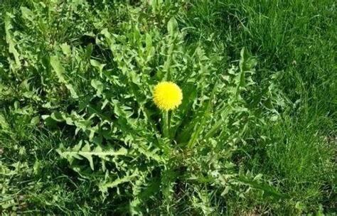 蒲公英草功效