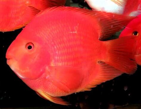 紅元寶魚