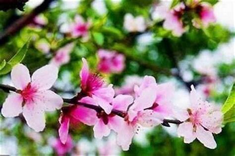八字沐浴桃花