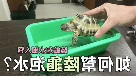 烏龜泡水