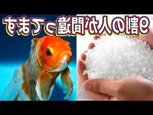 金魚含義