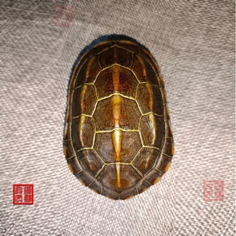 龟壳风水