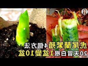 虎尾蘭好處