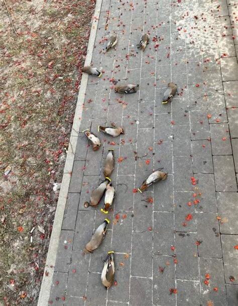 小鳥死在門口