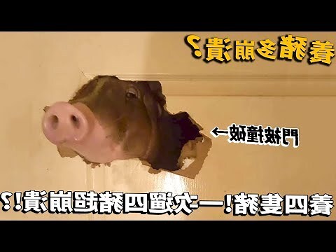 豬的壽命