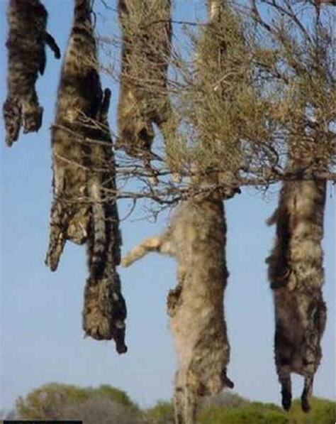 死貓禁忌