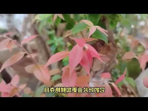 火焰南天竹