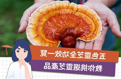 五色靈芝禁忌