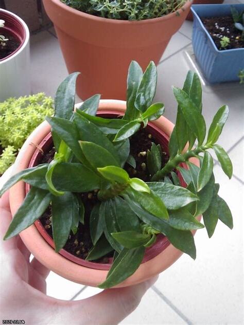 青龍植物照顧
