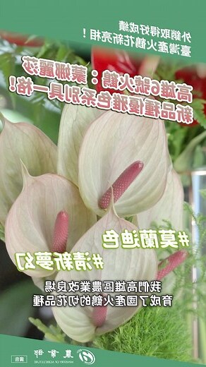火鶴花風水