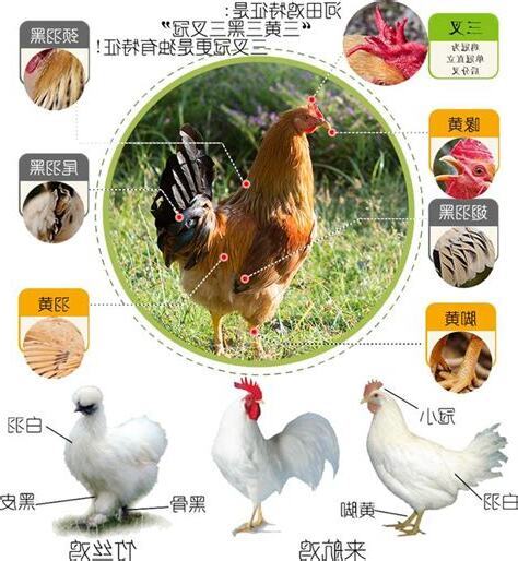 雞的介紹