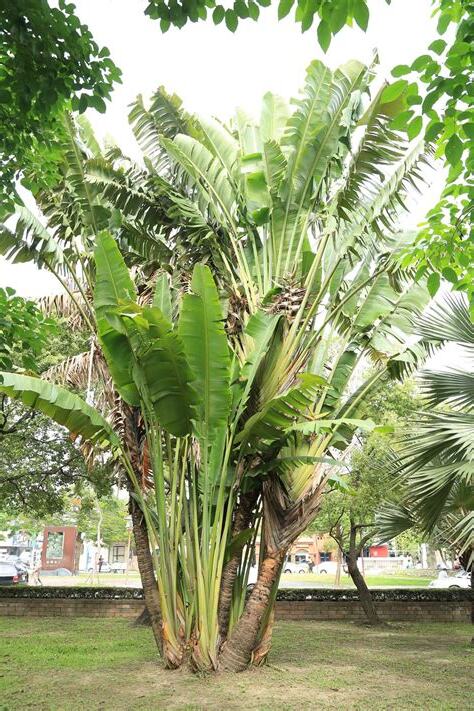 芭蕉樹風水