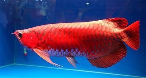 紅龍魚