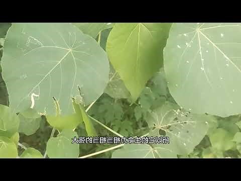 血桐危害