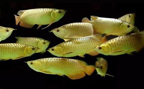 可與龍魚混養的魚