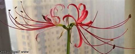 彼岸花有毒嗎