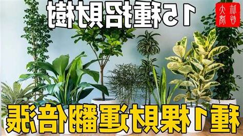 招財樹有哪些