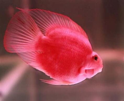 財神魚