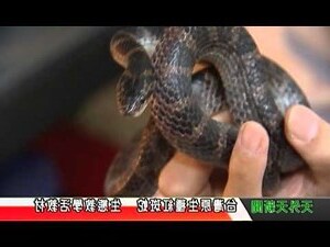 紅斑蛇飼養