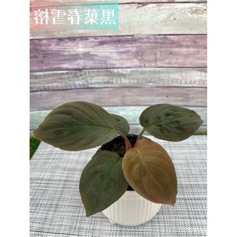 黑葉春雪榕