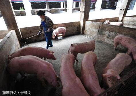 養豬的人