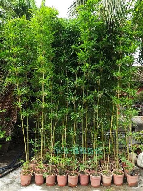 唐竹造景