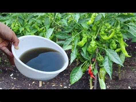 辣椒天然肥料