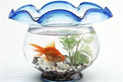 如何養魚