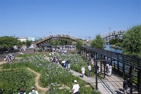 水鄉潮來菖蒲園