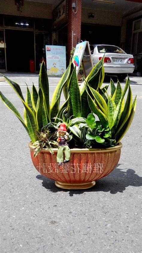 綠色盆栽推薦