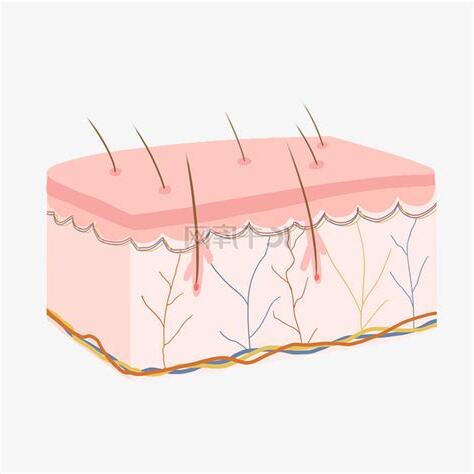 汗毛的作用