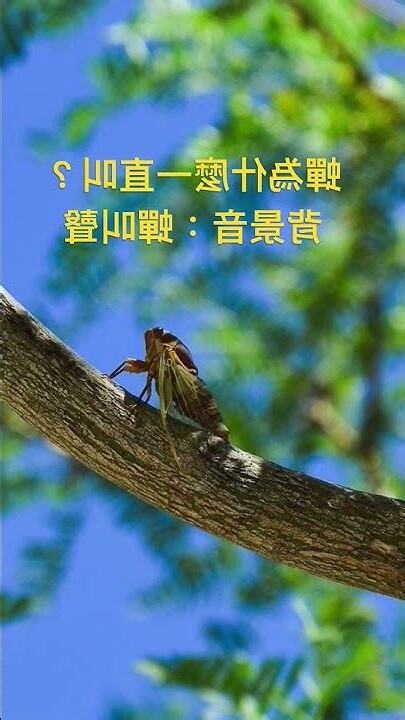 蟬一直叫