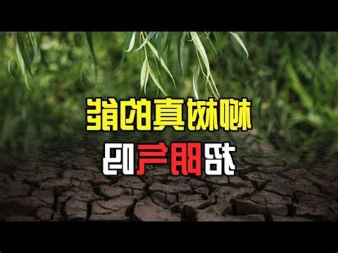 柳樹招陰