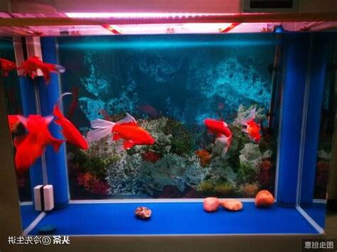 家中養魚風水
