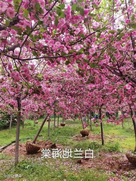 花樹種類