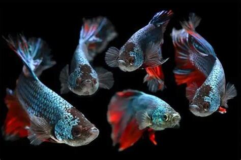 家裡養鬥魚風水