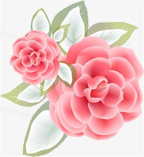 卡通茶花