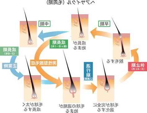 陰毛脱落