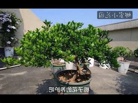梔子花高度