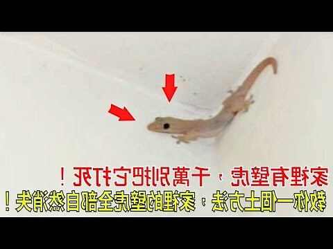 家裡有壁虎代表什麼