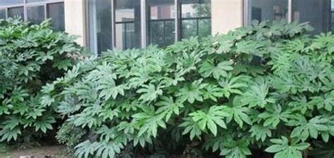 鎮宅擋煞植物