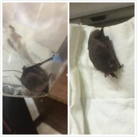 家裡出現蝙蝠代表什麼
