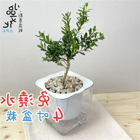 金柳風水