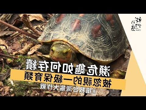 蛇龜