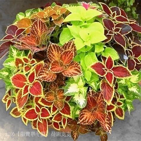 易種室內植物