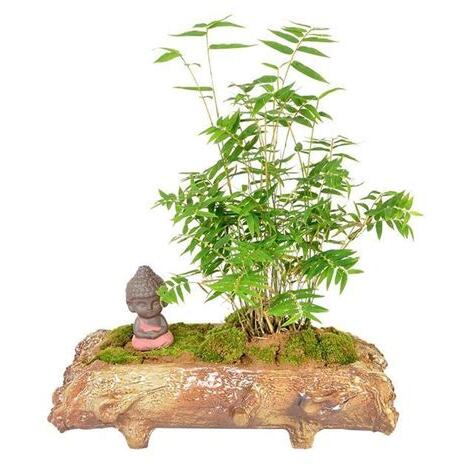 種竹子盆栽