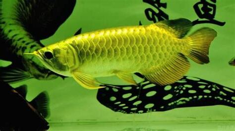 金龍魚
