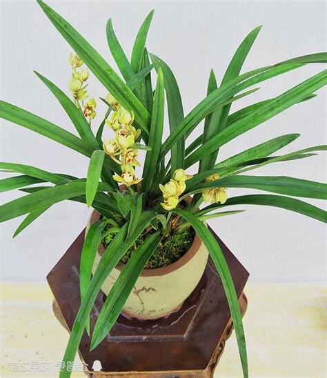 蘭花禁忌
