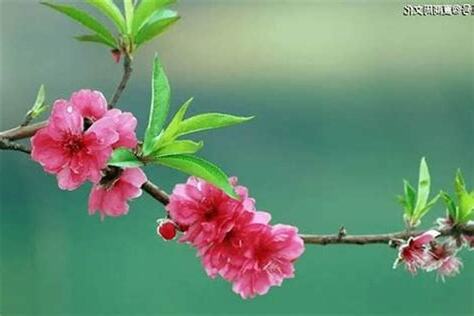 桃花意思