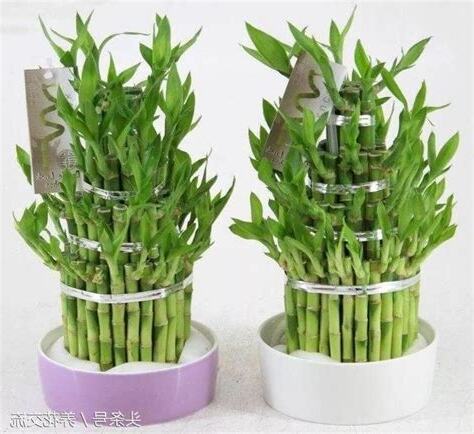 室內竹